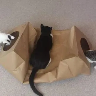 Cat Play Tunnel