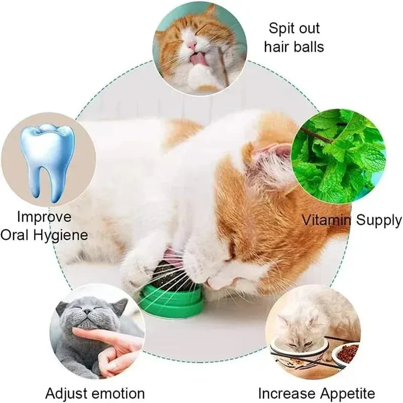 Cat Scratching Post with Catnip - Wall-Mounted Toy for Cats