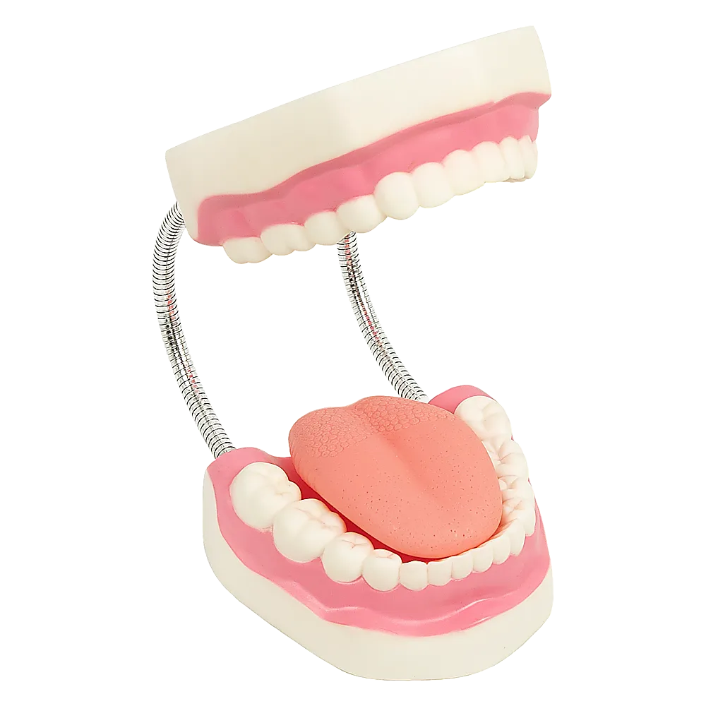 Enlarged Educational Dental Tooth Brushing Model Set