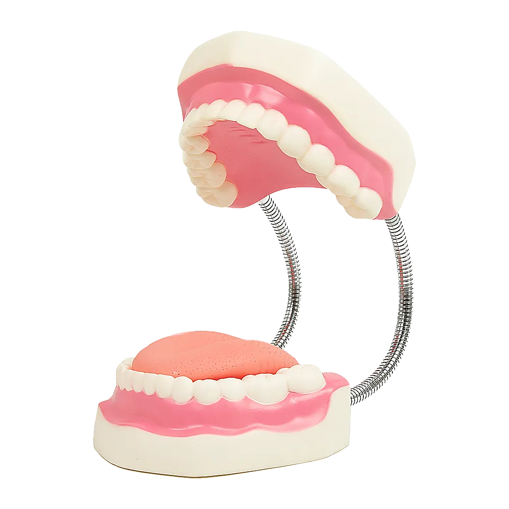 Enlarged Educational Dental Tooth Brushing Model Set