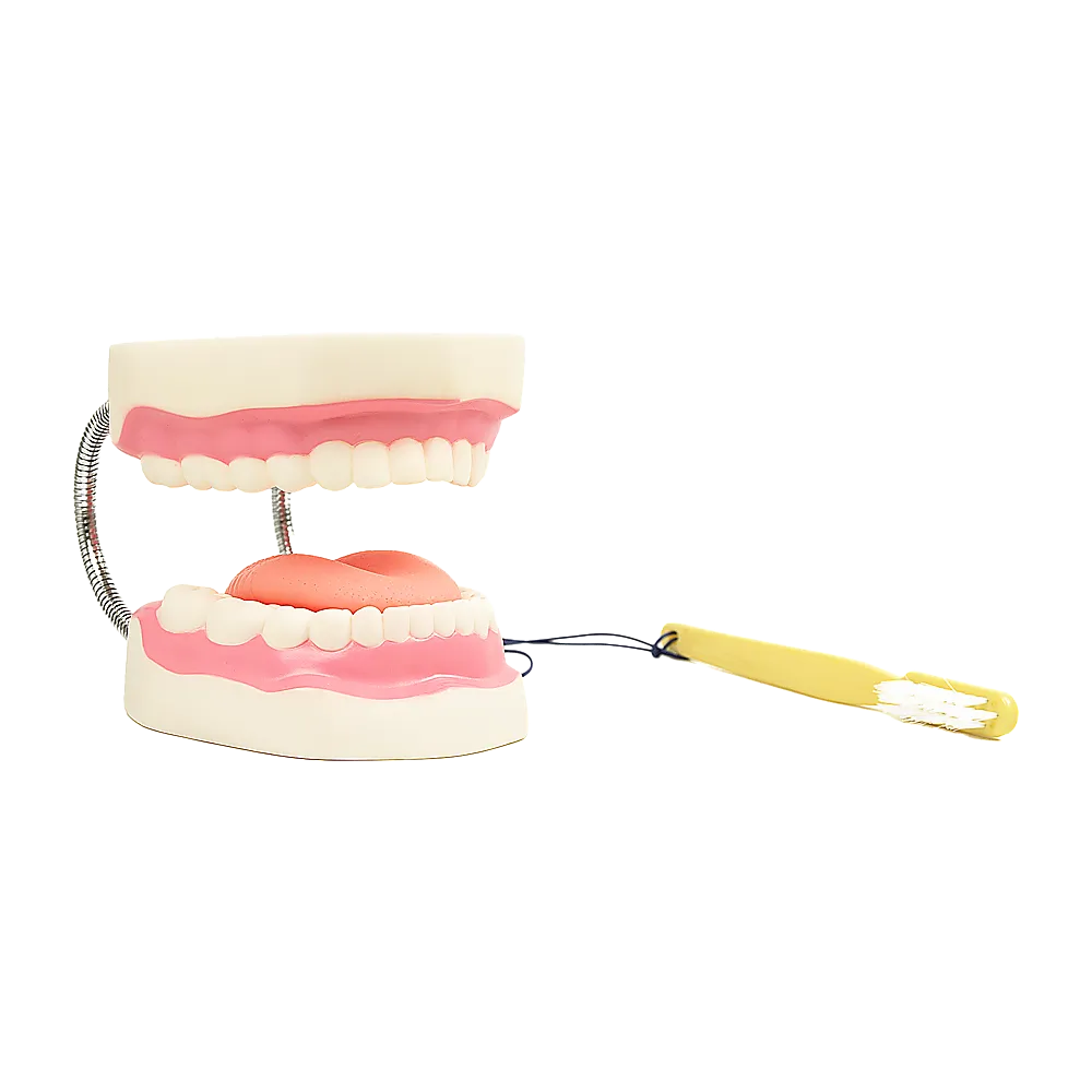 Enlarged Educational Dental Tooth Brushing Model Set