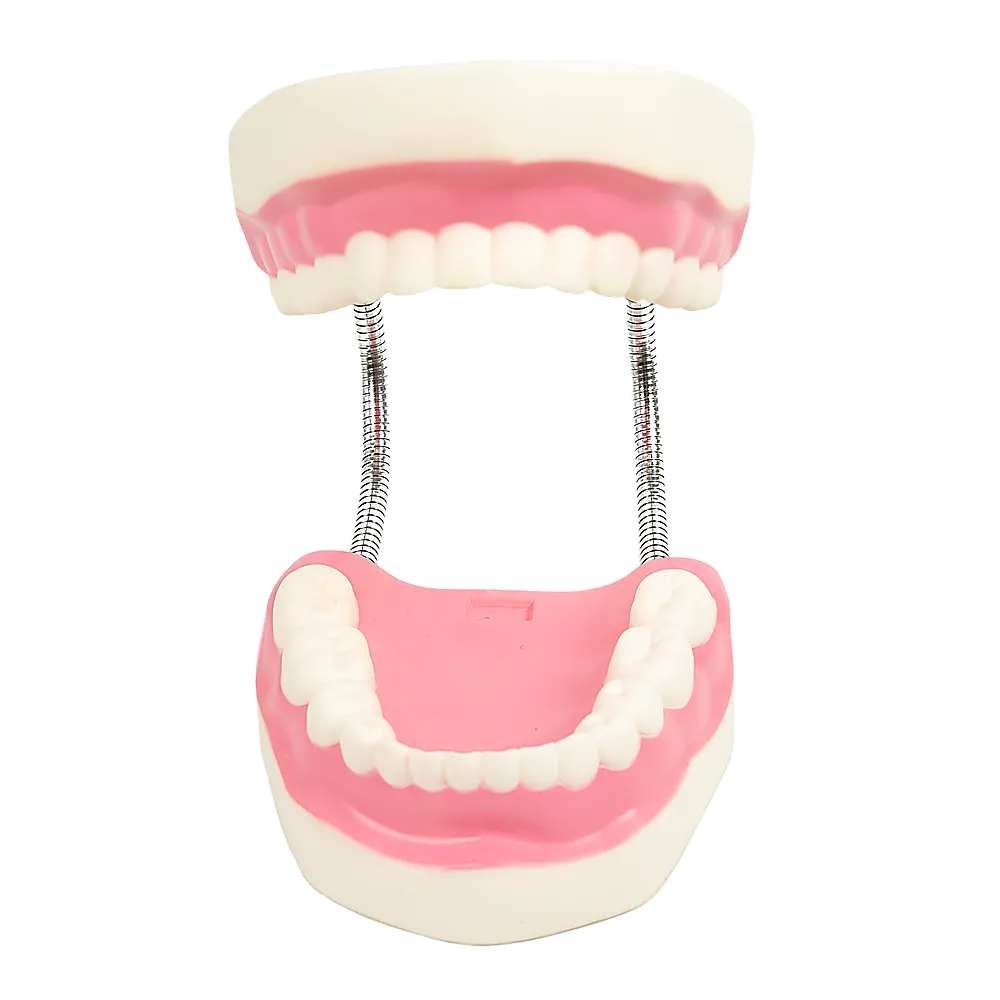 Enlarged Educational Dental Tooth Brushing Model Set