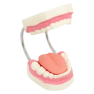 Enlarged Educational Dental Tooth Brushing Model Set