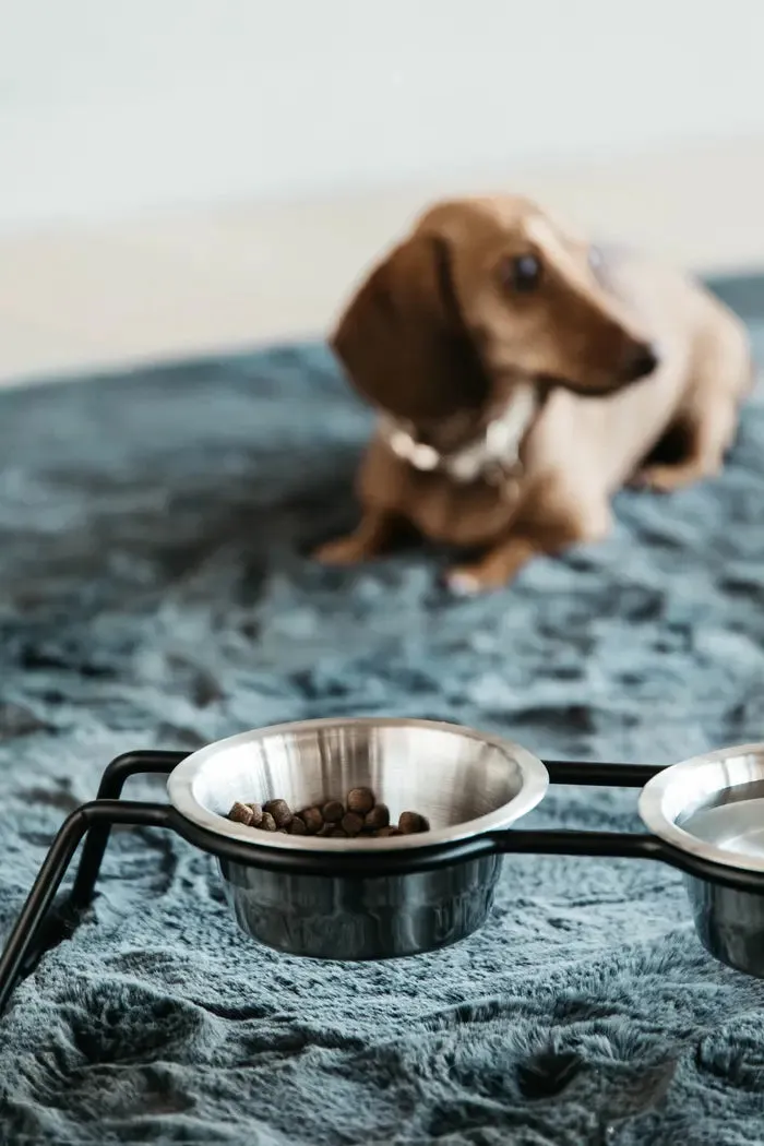 Kentucky Dog Bowl Comfort Feeder