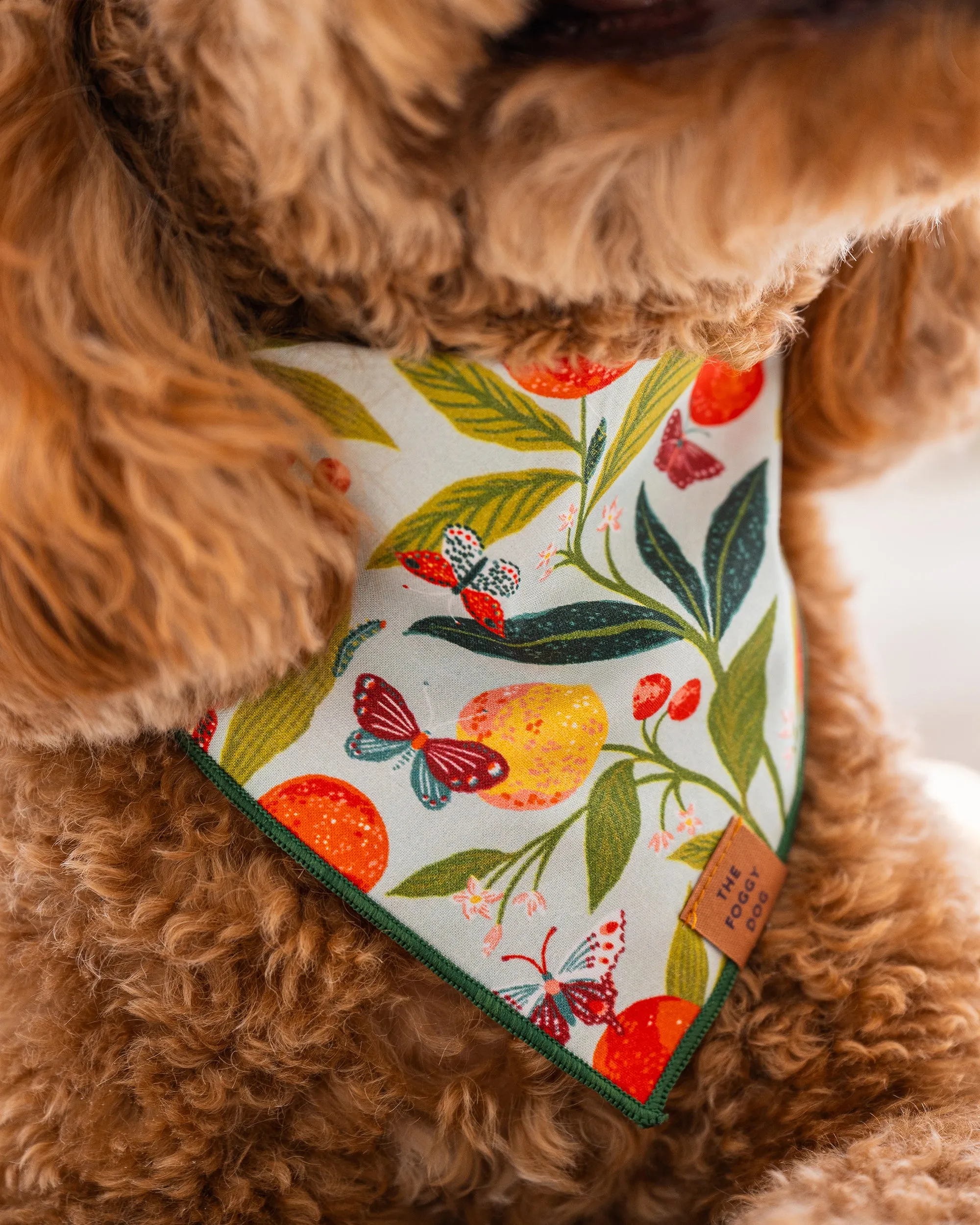 PF x The Foggy Dog Butterfly Grove - Dog Bandana - Soft Blue