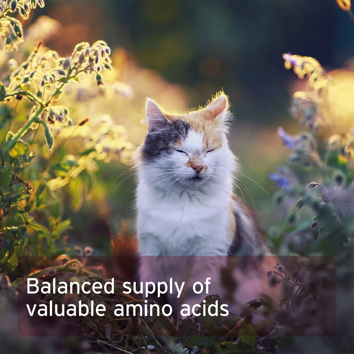 Taurine Powder for Cats - 100g - Essential Amino Acid Supplement