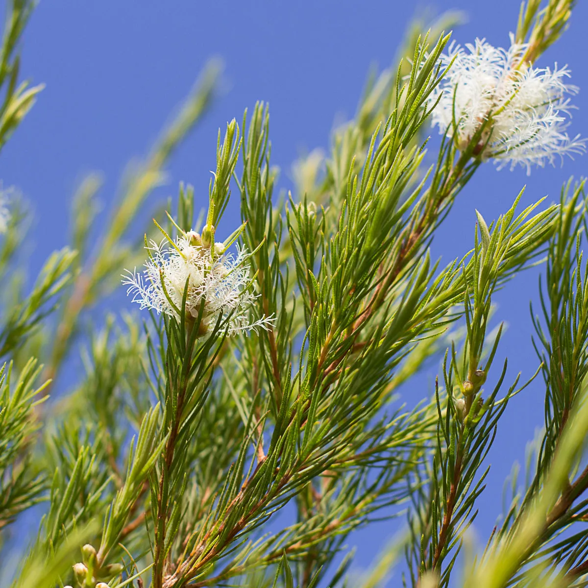 Tea Tree Hydrosol